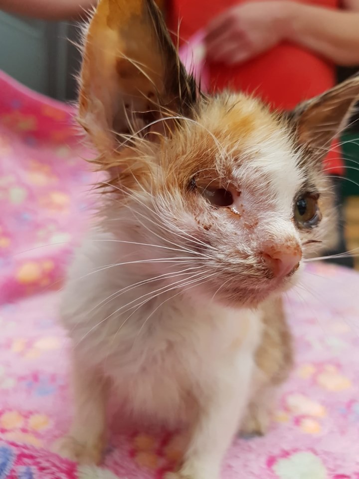 Tiernothilfe Nord E V Neuigkeiten 2019