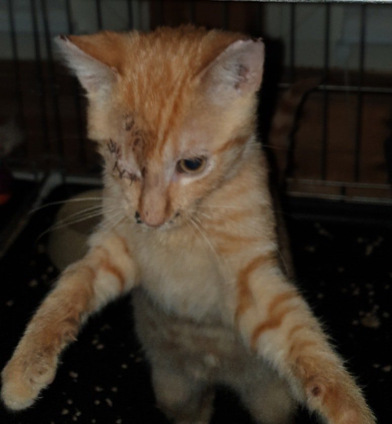 Tiernothilfe Nord E V Neuigkeiten 2019